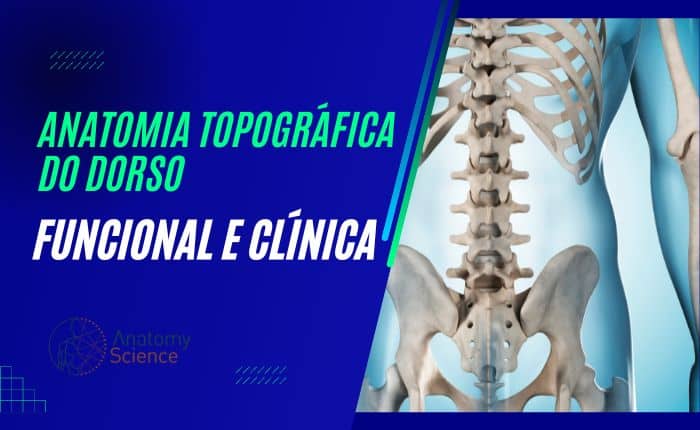 Anatomia Topográfica do Dorso – Funcional e Clínica