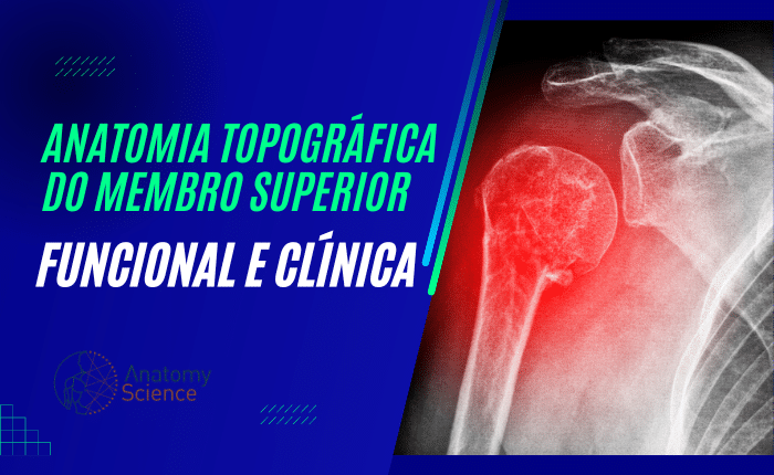 Anatomia Topográfica do Membro Superior – Funcional e Clínica